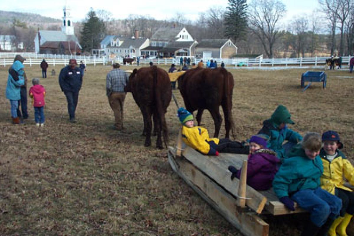Cows pulling children in a wagon