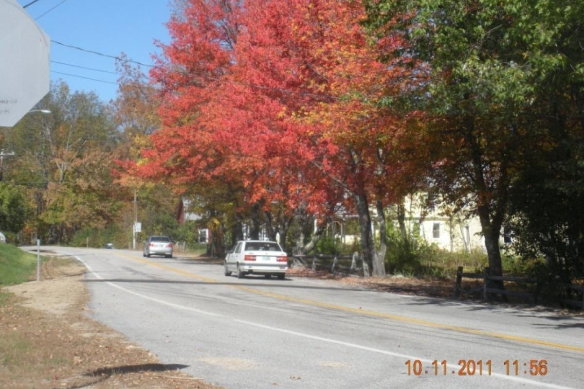 Street on either side of which are autumnal trees